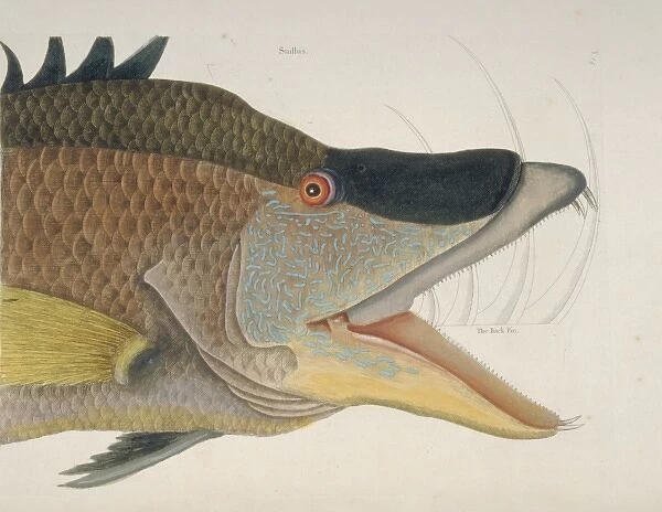 Lachnolaimus maximus, hogfish