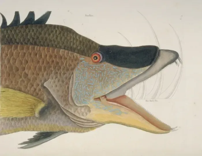 Framed Print : Lachnolaimus maximus, hogfish Framed Print : Lachnolaimus maximus, hogfish