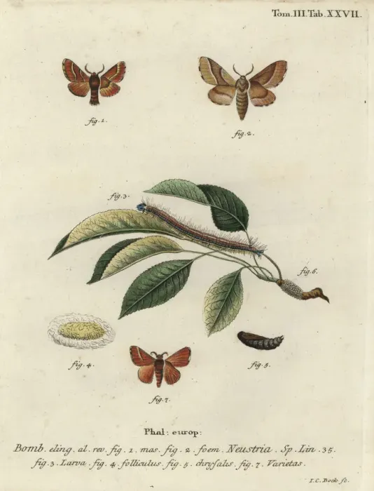 Framed Print : Lackey moth, Malacosoma neustria Framed Print : Lackey moth, Malacosoma neustria