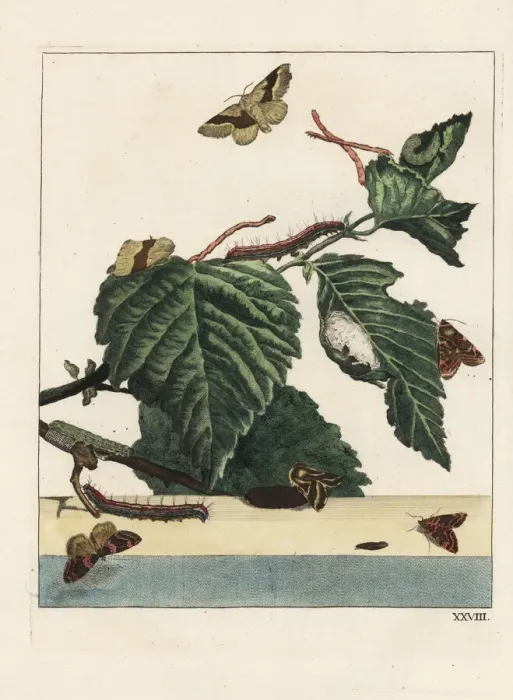 Framed Print : Lackey moth, Malacosoma neustria, and caterpillar Framed Print : Lackey moth, Malacosoma neustria, and caterpillar