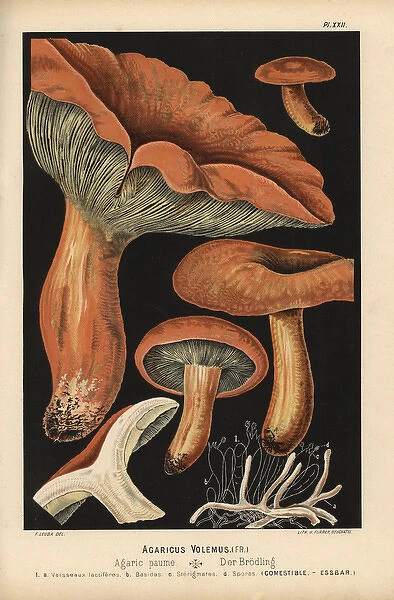 Lactarius volumes, Agaricus volemus, edible