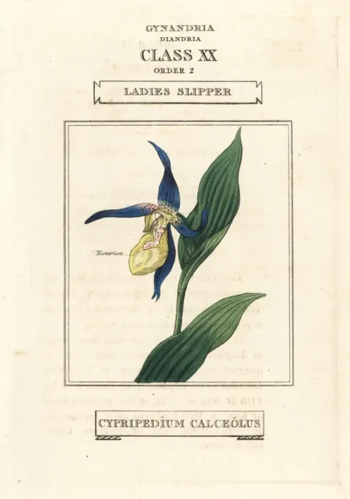 Framed Print : Ladies slipper orchid, Cypripedium calceolus Framed Print : Ladies slipper orchid, Cypripedium calceolus