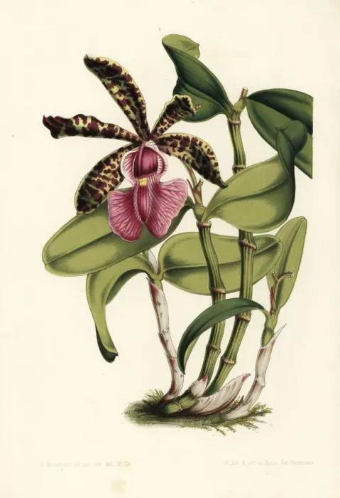 Framed Print : Lady Acklands cattleya orchid, Cattleya aclandiae Framed Print : Lady Acklands cattleya orchid, Cattleya aclandiae