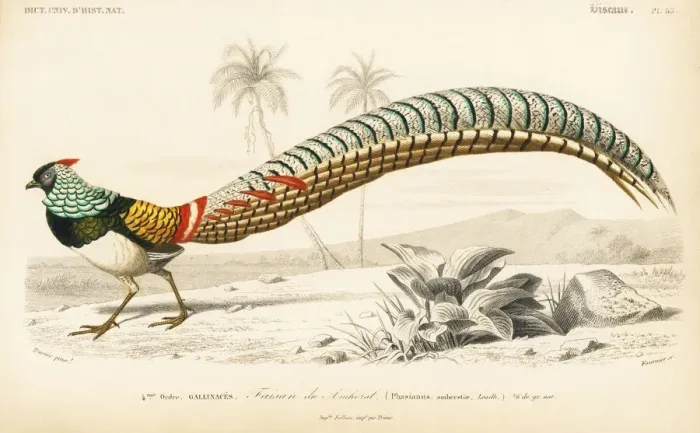Framed Print : Lady Amhersts pheasant, Chrysolophus amherstiae Framed Print : Lady Amhersts pheasant, Chrysolophus amherstiae