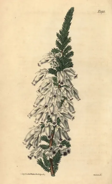 Framed Print : Lady Ann Monsons heath, Erica monsonia Framed Print : Lady Ann Monsons heath, Erica monsonia