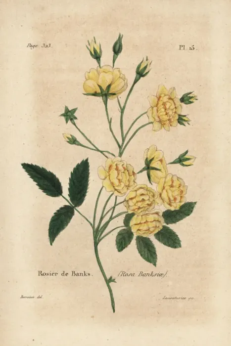 Framed Print : Lady Banks rose, Rosier de Banks, Rosa banksiae Framed Print : Lady Banks rose, Rosier de Banks, Rosa banksiae