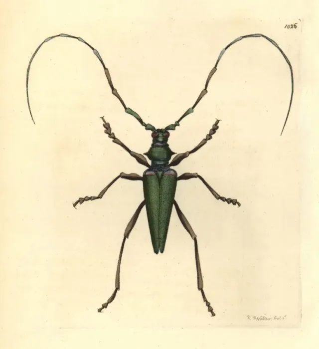 Framed Print : Lady Capricorn beetle, Callichroma virens Framed Print : Lady Capricorn beetle, Callichroma virens