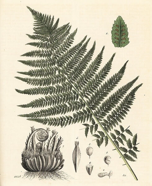 Lady fern, Athyrium filix femina