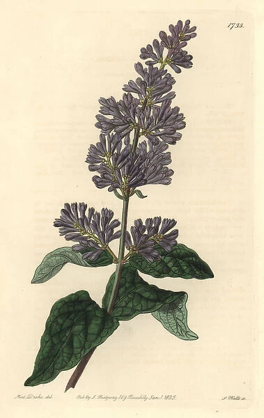 Lady Josikas lilac or Hungarian lilac, Syringa josikaea