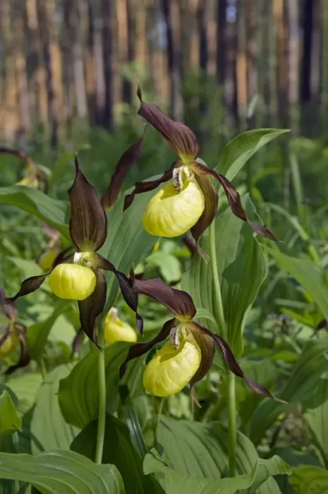 Framed Print : Lady Slipper Orchid - flowering wild - plants Framed Print : Lady Slipper Orchid - flowering wild - plants
