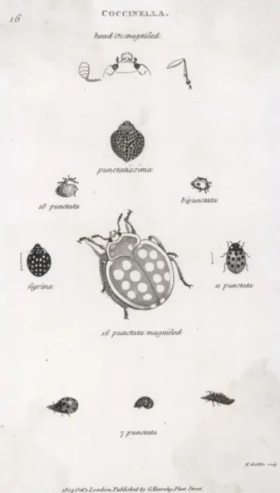Framed Print : LADYBIRDS. A selection of ladybirds from the Coccinella genus Framed Print : LADYBIRDS. A selection of ladybirds from the Coccinella genus
