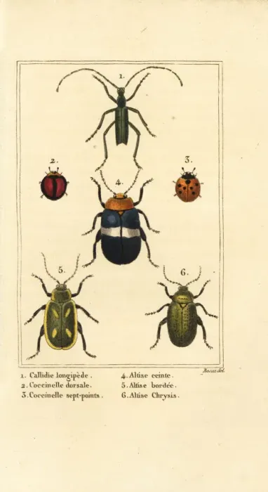 Framed Print : Ladybirds and flea beetles Framed Print : Ladybirds and flea beetles