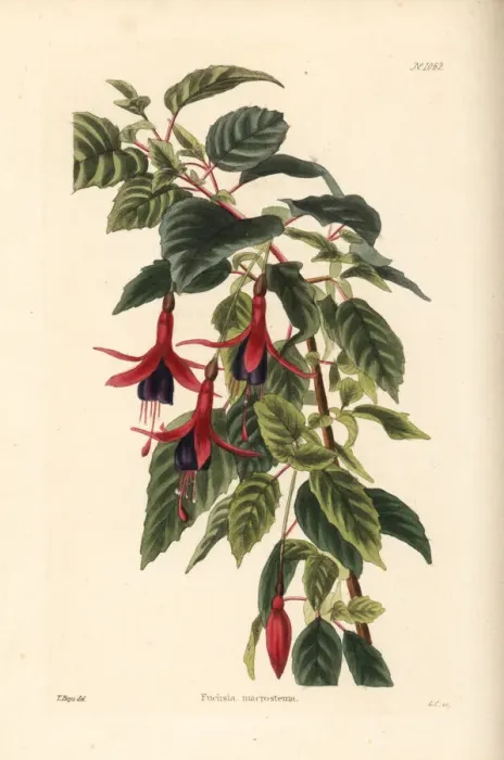 Framed Print : Ladys eardrops, Fuchsia magellanica Framed Print : Ladys eardrops, Fuchsia magellanica