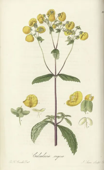 Framed Print : Lady's purse, Calceolaria ascendens Framed Print : Lady's purse, Calceolaria ascendens