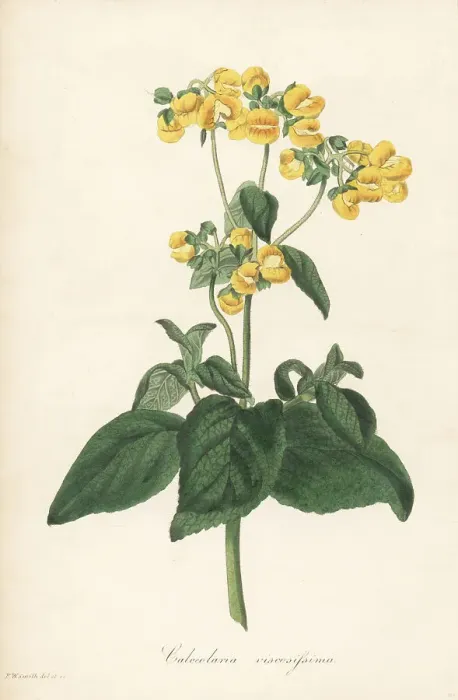 Framed Print : Lady's purse or slipper flower, Calceolaria viscosissima Framed Print : Lady's purse or slipper flower, Calceolaria viscosissima
