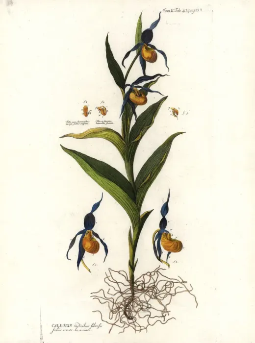 Framed Print : Ladys slipper orchid, Cypripedium calceolus Framed Print : Ladys slipper orchid, Cypripedium calceolus