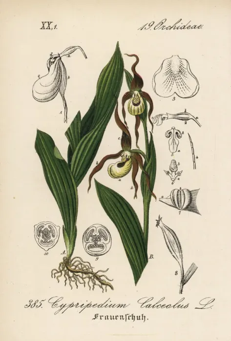 Framed Print : Ladys slipper orchid, Cypripedium calceolus Framed Print : Ladys slipper orchid, Cypripedium calceolus