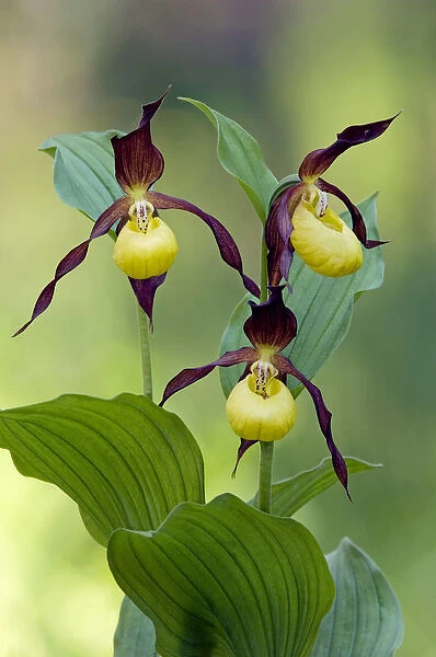 Ladys - slipper Orchid - flowering wild plant