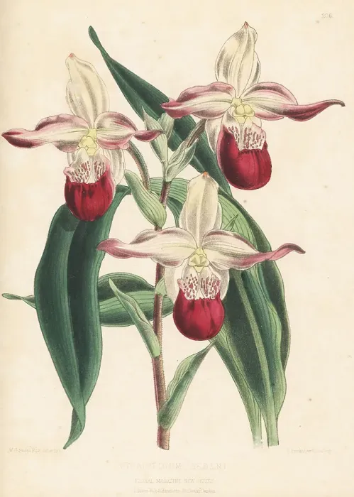 Framed Print : Lady's slipper orchid, Phragmipedium -- sedenii Framed Print : Lady's slipper orchid, Phragmipedium -- sedenii