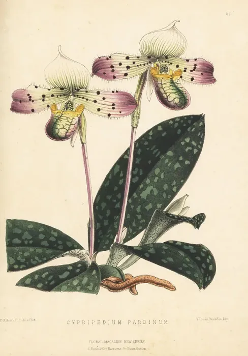 Framed Print : Lady's slipper orchid species, Paphiopedilum venustum Framed Print : Lady's slipper orchid species, Paphiopedilum venustum