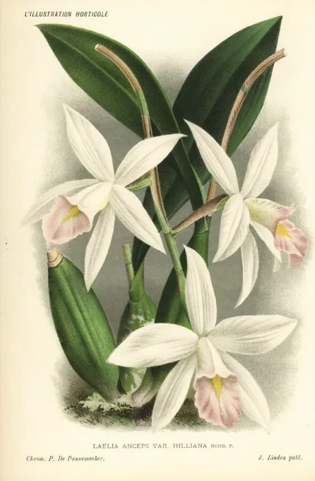 Framed Print : Laelia anceps orchid Framed Print : Laelia anceps orchid