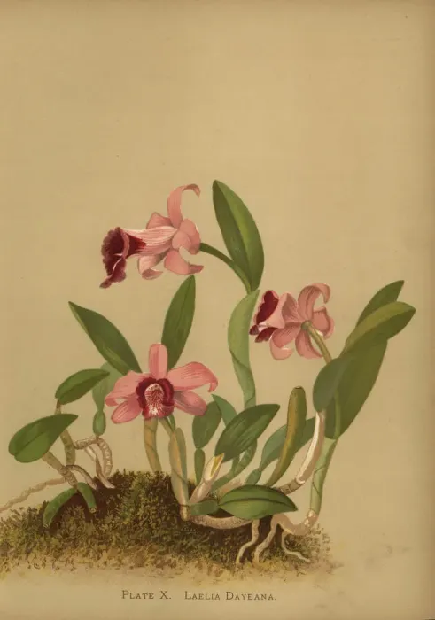 Framed Print : Laelia dayana or Cattleya bicalhoi orchid Framed Print : Laelia dayana or Cattleya bicalhoi orchid