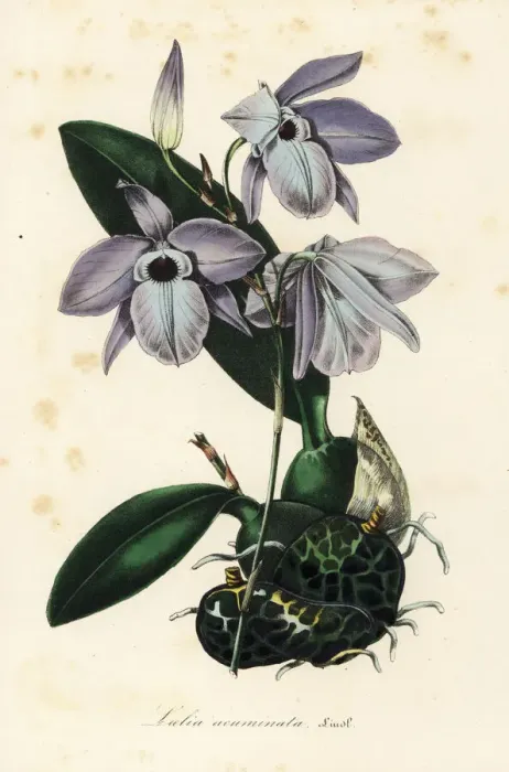 Framed Print : Laelia rubescens orchid Framed Print : Laelia rubescens orchid