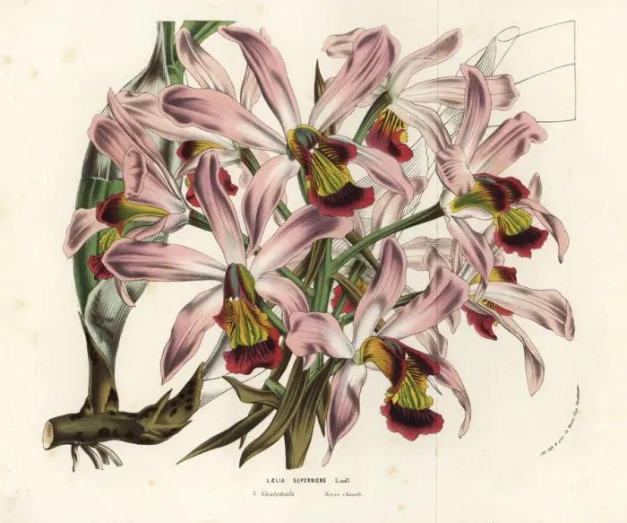 Framed Print : Laelia superbiens orchid Framed Print : Laelia superbiens orchid