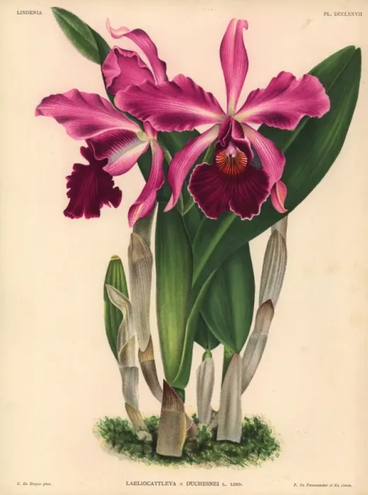 Framed Print : Laeliocattleya Duchesnei L Lind hybrid orchid Framed Print : Laeliocattleya Duchesnei L Lind hybrid orchid