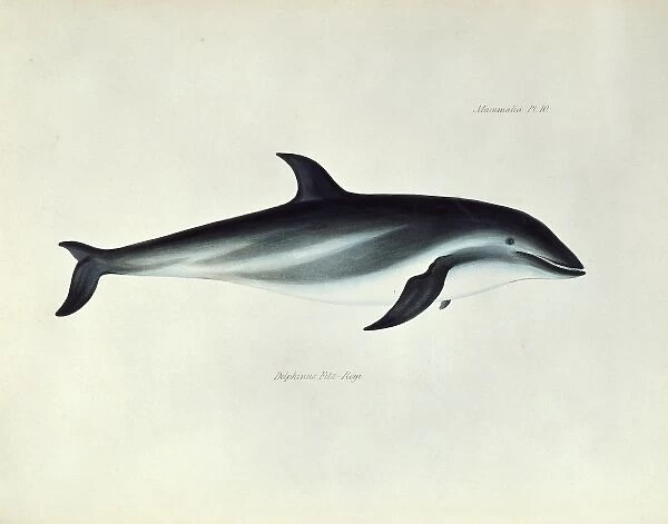 Lagenorhynchus obscurus, dusky dolphin