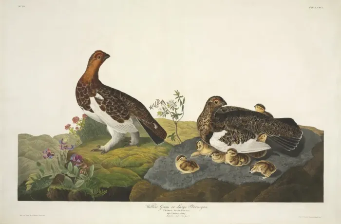 Framed Print : Lagopus lagopus, willow grouse Framed Print : Lagopus lagopus, willow grouse