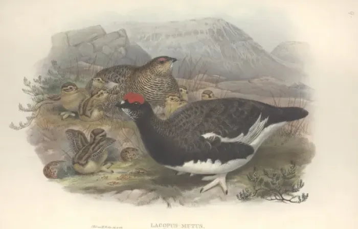 Framed Print : Lagopus muta, rock ptarmigan Framed Print : Lagopus muta, rock ptarmigan