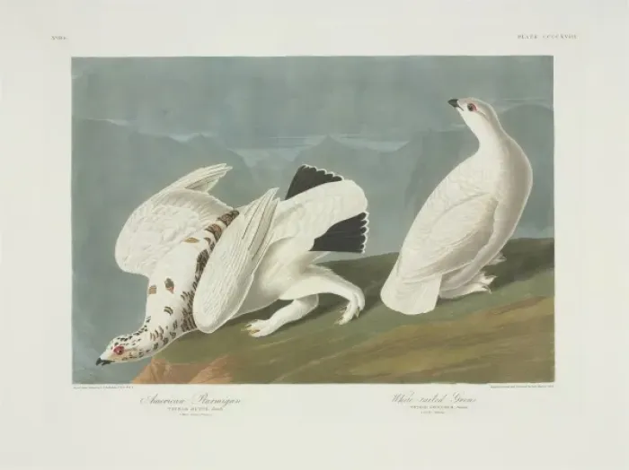 Framed Print : Lagopus muta, rock ptarmigan, Lagopus leucura, white-tailed Framed Print : Lagopus muta, rock ptarmigan, Lagopus leucura, white-tailed
