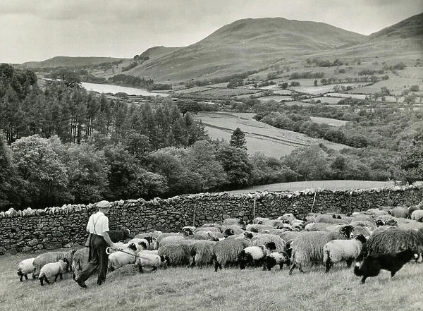 Lakeland Shepherd. A shepherd and his dog rounding up sheep in Cumberland