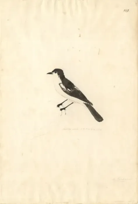 Framed Print : Lalage leucopyga, long-tailed triller Framed Print : Lalage leucopyga, long-tailed triller