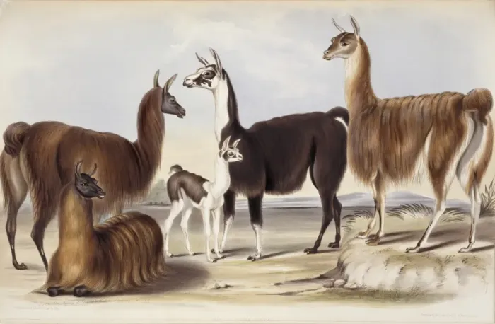 Framed Print : Lama glama, llama Framed Print : Lama glama, llama