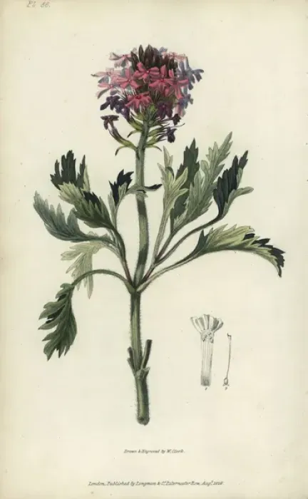 Framed Print : Lamberts vervain, Verbena lamberti Framed Print : Lamberts vervain, Verbena lamberti