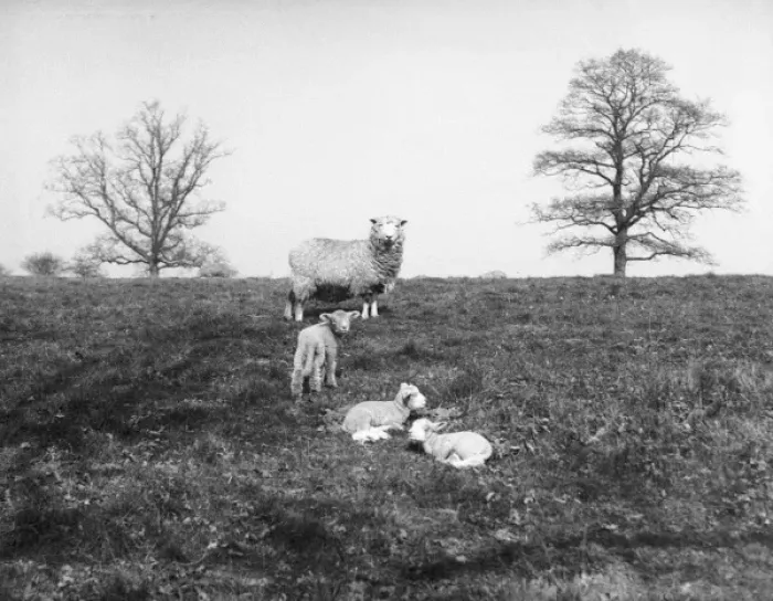 Framed Print : The Lambing Season Framed Print : The Lambing Season