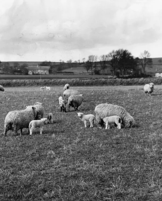 Framed Print : The Lambing Season Framed Print : The Lambing Season