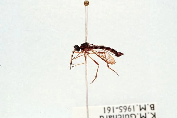 Lampromyia sp. fly