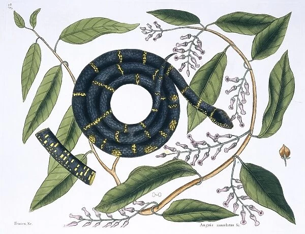 Lampropeltis getulus, chain snake
