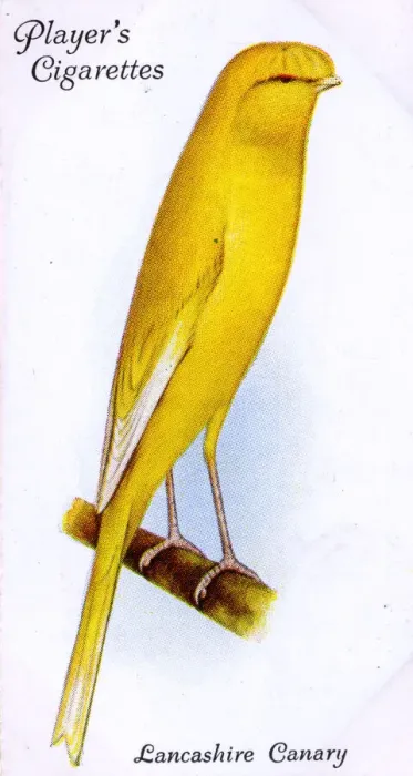 Framed Print : Lancashire Canary (Coppy) Framed Print : Lancashire Canary (Coppy)