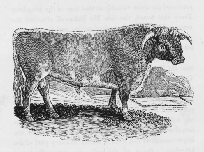 Framed Print : Lancashire Longhorn Framed Print : Lancashire Longhorn