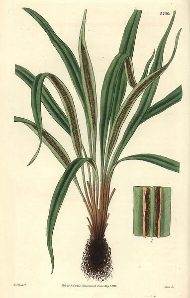 Lance-shaped blechnum or hard fern, Blechnum lanceola