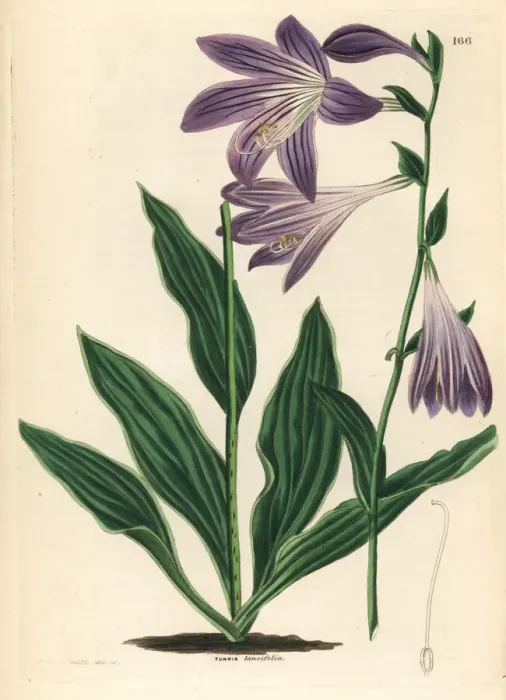 Framed Print : Lanceleaf plantain lily, Hosta lancifolia Framed Print : Lanceleaf plantain lily, Hosta lancifolia