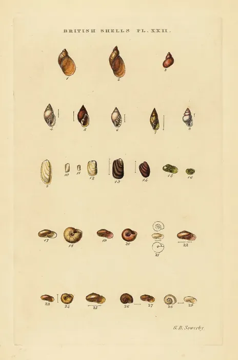 Framed Print : Land slugs and sea snails, Succinea, Limax, etc Framed Print : Land slugs and sea snails, Succinea, Limax, etc