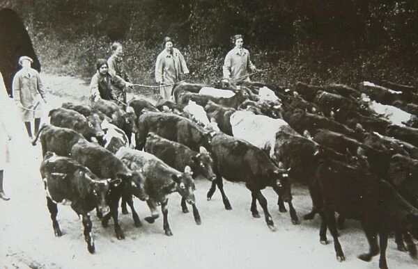 Landgirls leading cattle to market