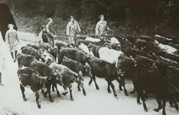 Framed Print : Landgirls leading cattle to market Framed Print : Landgirls leading cattle to market