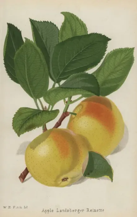 Framed Print : Landsberger Reinette apple variety, Malus domestica Framed Print : Landsberger Reinette apple variety, Malus domestica