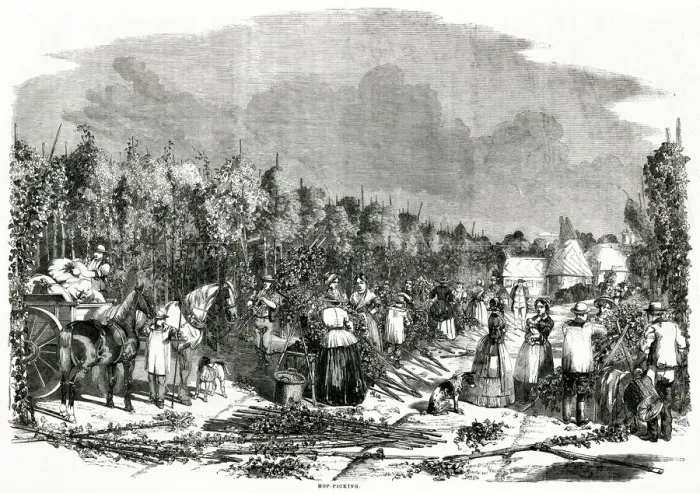 Framed Print : Landscape Scene of Hop Picking 1858 Framed Print : Landscape Scene of Hop Picking 1858